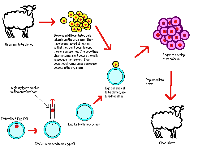 cloning process