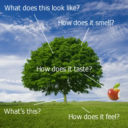 Try to answer: What does it look like? How does it smell? What is it? How does it feel? How does it taste?